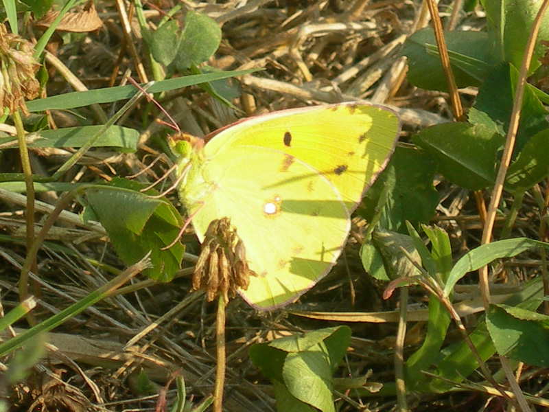 Colias crocea